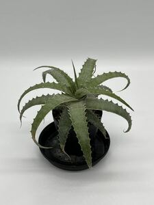 Hechtia lanataヘクチア ラナータ 実生株②