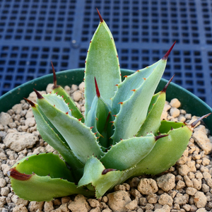 アガベ キュービック 錦 中斑 PZ5 珍品 希少種 びっくりモンスター Agave potatorum 'Cubic' f.variegata