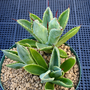 アガベ キュービック 錦 覆輪 PZ2 3頭龍 珍品 希少種 びっくりモンスター Agave potatorum 'Cubic' f.variegata