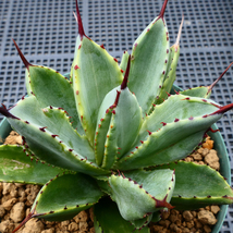 アガベ キュービック 錦 覆輪 SZ1 珍品 希少種 びっくりモンスター Agave potatorum 'Cubic' f.variegata_画像8