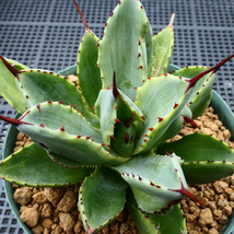 アガベ キュービック 錦 覆輪 SZ1 珍品 希少種 びっくりモンスター Agave potatorum 'Cubic' f.variegata_画像9