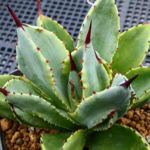 アガベ キュービック 錦 覆輪 SZ6 珍品 希少種 びっくりモンスター Agave potatorum 'Cubic' f.variegata