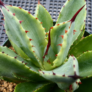 アガベ キュービック 錦 覆輪 SZ14 珍品 希少種 びっくりモンスター Agave potatorum 'Cubic' f.variegata