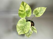 「191」Monstera Legacy Variegata モンステラ　レガシー　斑入り　高さ 30cm〜　_画像1