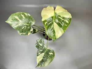 「244」MONSTERA Thai Constellation Variegata モンステラ デリシオーサ タイコンステレーション 斑入り イエロー モンスター