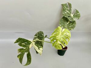 SALE 「001」MONSTERA Thai Constellation Variegata モンステラ デリシオーサ タイコンステレーション 斑入り イエロー モンスター