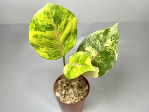 「599」アグラオネマ Aglaonema sp. ‘Khan-hmak' aurea var.