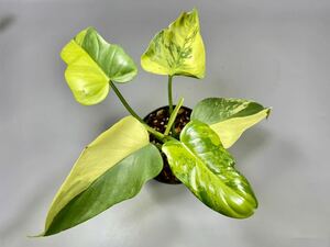 「21」フィロデンドロン・ビペンニフォリウム・ヴァイオリン 斑入り　Philodendron bipennifolium ‘Violin’ Variegated 観葉植物 