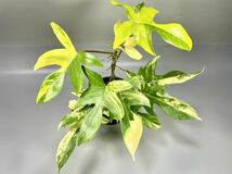 「11」フィロデンドロンフロリダビューティー斑入り　philodendron Florida beauty variegata _画像1