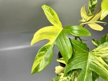 「11」フィロデンドロンフロリダビューティー斑入り　philodendron Florida beauty variegata _画像2