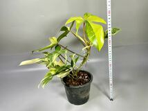 「11」フィロデンドロンフロリダビューティー斑入り　philodendron Florida beauty variegata _画像6