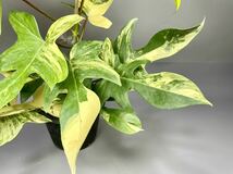 「11」フィロデンドロンフロリダビューティー斑入り　philodendron Florida beauty variegata _画像5