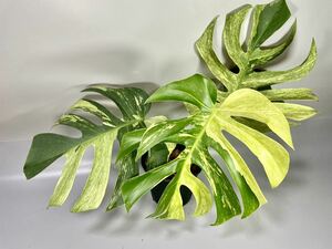 「13」濃い緑色　モンステラ ボルシギアナ ミント　斑入り　Monstera Borsigiana Mint Variegated