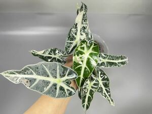 「14」アロカシア バンビーノ 斑入りAlocasia Bambino Variegated 