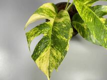 「42」エピプレムナムピナツム ゴールデンフレイム　斑入り　Epipremnum Golden Flame Variegated_画像3