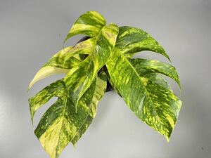 「42」エピプレムナムピナツム ゴールデンフレイム　斑入り　Epipremnum Golden Flame Variegated