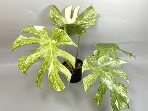 「2」Monstera Thai Constellation “Platinum” モンステラ デリシオーサ ‘プラチナ’ 斑入り　