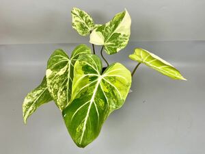 「3」フィロデンドロン・グロリオーサム 斑入り　Philodendron Gloriosum Variegata 