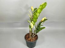 「04」ザミオクルカス ザミーフォリア 斑入りZZ plant Variegated (Zamioculcas Zamiifolia) 観葉植物_画像6