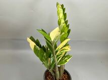 「04」ザミオクルカス ザミーフォリア 斑入りZZ plant Variegated (Zamioculcas Zamiifolia) 観葉植物_画像4