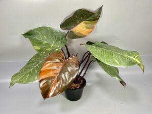 「12」フィロデンドロン・オレンジ・プリンセス　Philodendron Orange Princess