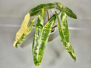 「29」Philodendron Billietiae Variegata フィロデンドロンビリエティアエ　斑入り 