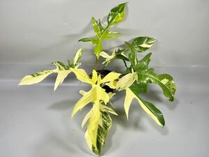 「20」フィロデンドロンフロリダビューティー斑入り　philodendron Florida beauty variegata 