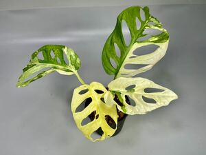 「26」Monstera Adansonii Variegata マドカズラ　斑入り　モンステラ アダンソニー　バリエガータ　