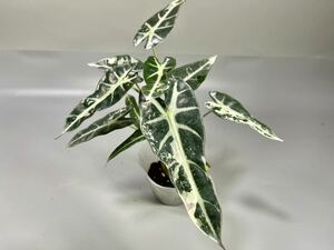 「33」アロカシア バンビーノ 斑入りAlocasia Bambino Variegated 