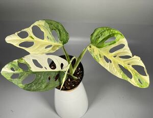 「21」Monstera Adansonii Variegata マドカズラ　斑入り　モンステラ アダンソニー　バリエガータ　