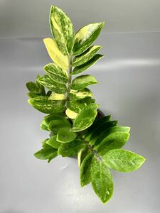 「08」ザミオクルカス ザミーフォリア 斑入りZZ plant Variegated (Zamioculcas Zamiifolia) 観葉植物