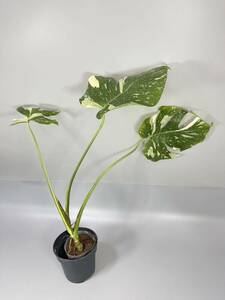 SALE 「29」MONSTERA Thai Constellation Variegata モンステラ デリシオーサ タイコンステレーション 斑入り イエロー モンスター