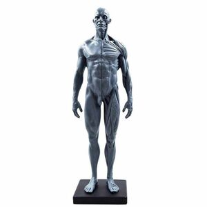 男性 人体モデル 人体模型 11インチ 約30cm 人体筋肉模型 高品質模型 樹脂 筋骨格 研究 CGペインティング 彫刻 1:6