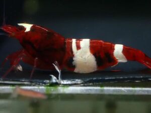 【蝦の平岡】 レッドシャドーシュリンプ　烈赤　ハイグレード　50匹　Red Shadow Shrimp　ランダム選別　同梱不可