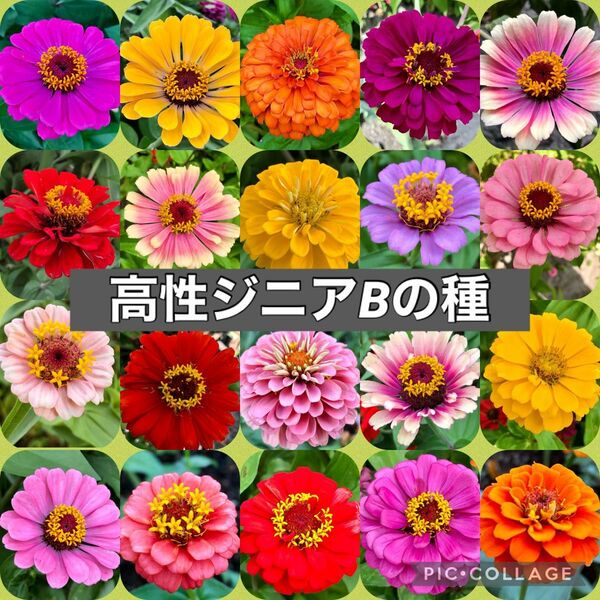 高性ジニアB 百日草 花の種