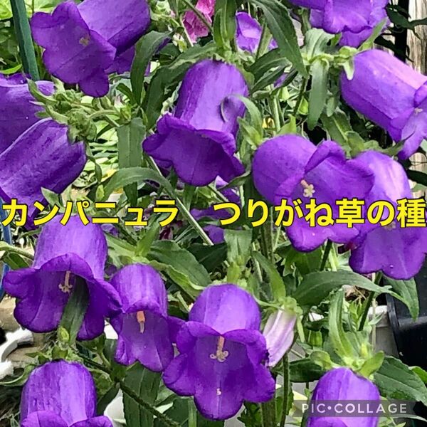 カンパニュラ紫 つりがね草　花の種