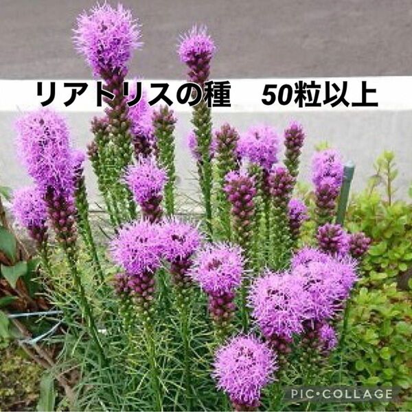 リアトリス　花の種