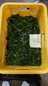 希少　2023年度　天然　鳴門わかめ　茎わかめ　1kg