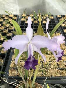 ◆◇洋蘭カトレア原種C.lawrenceana coerulea 'Blueberry Night'(OG)蕾◇◆