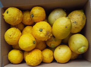 【最終】訳あり 花柚子 レモン 約3kg 詰め合わせ 自然育ち 自家製
