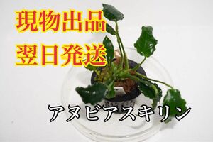 No.4 アヌビアスキリン