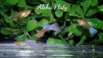 ★RRE.A アクアマリンスノーホワイトコブラ 3ペアセット★Aloha Platy★_画像2