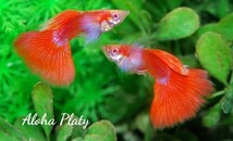 ★RRE.A フルレッド ビッグイヤー ハイドーサル2ペアセット★Aloha Platy★_画像2