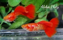 ★RRE.A 特選極赤 スーパーレッドテールキングコブラ ビックドーサル 2ペアセット☆Aloha Platy★_画像6