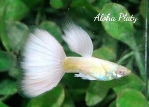 ★RRE.A フルプラチナ ハイドーサル 5ペアセット★Aloha Platy★