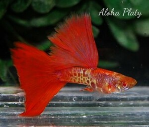 ★RRE.A 特選極赤 スーパーレッドテールキングコブラ ビックドーサル 2ペアセット☆Aloha Platy★