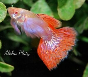 ★RRE.A プラチナム キャンディモザイク ビックイヤー ペア★Aloha Platy★