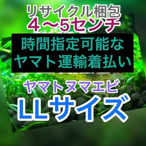 ヤマトヌマエビ　30(25＋5匹死着保証)＋α 苔取り 水槽 ラージ　釣り餌　セール　LL 大　高知産　リサイクル梱包　