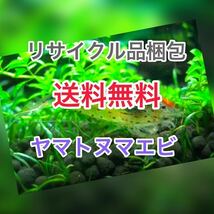 ヤマトヌマエビ　100(90＋10匹死着保証)＋αオマケ　水槽 餌　セール　匿名配送　高知産　リサイクル梱包　送料無料　ランダムサイズ_画像1