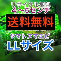 ヤマトヌマエビ　100(90＋10匹死着保証)＋αオマケ苔取り 水槽 ラージ　釣り餌　セール　LL 大　送料無料　高知産　リサイクル梱包_画像1